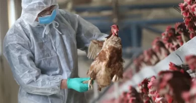 Gripe aviar: SENASA confirmó en la última semana cuatro nuevos casos en el país