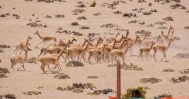 Comenzó la temporada de esquila de vicuñas