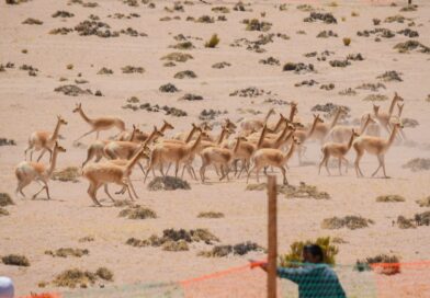 Comenzó la temporada de esquila de vicuñas