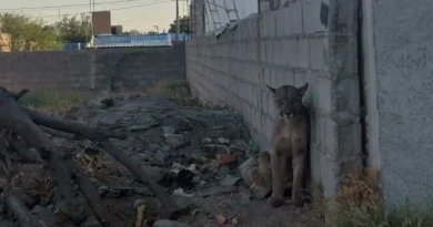 Capturaron al puma que sorprendió a los vecinos en el Norte de la Capital