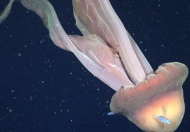 El CONICET registró en video a una medusa gigante en el Mar Argentino