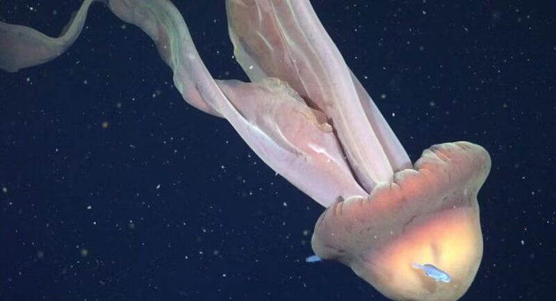 El CONICET registró en video a una medusa gigante en el Mar Argentino