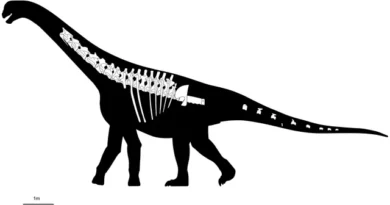 Descubren en Chubut un nuevo dinosaurio